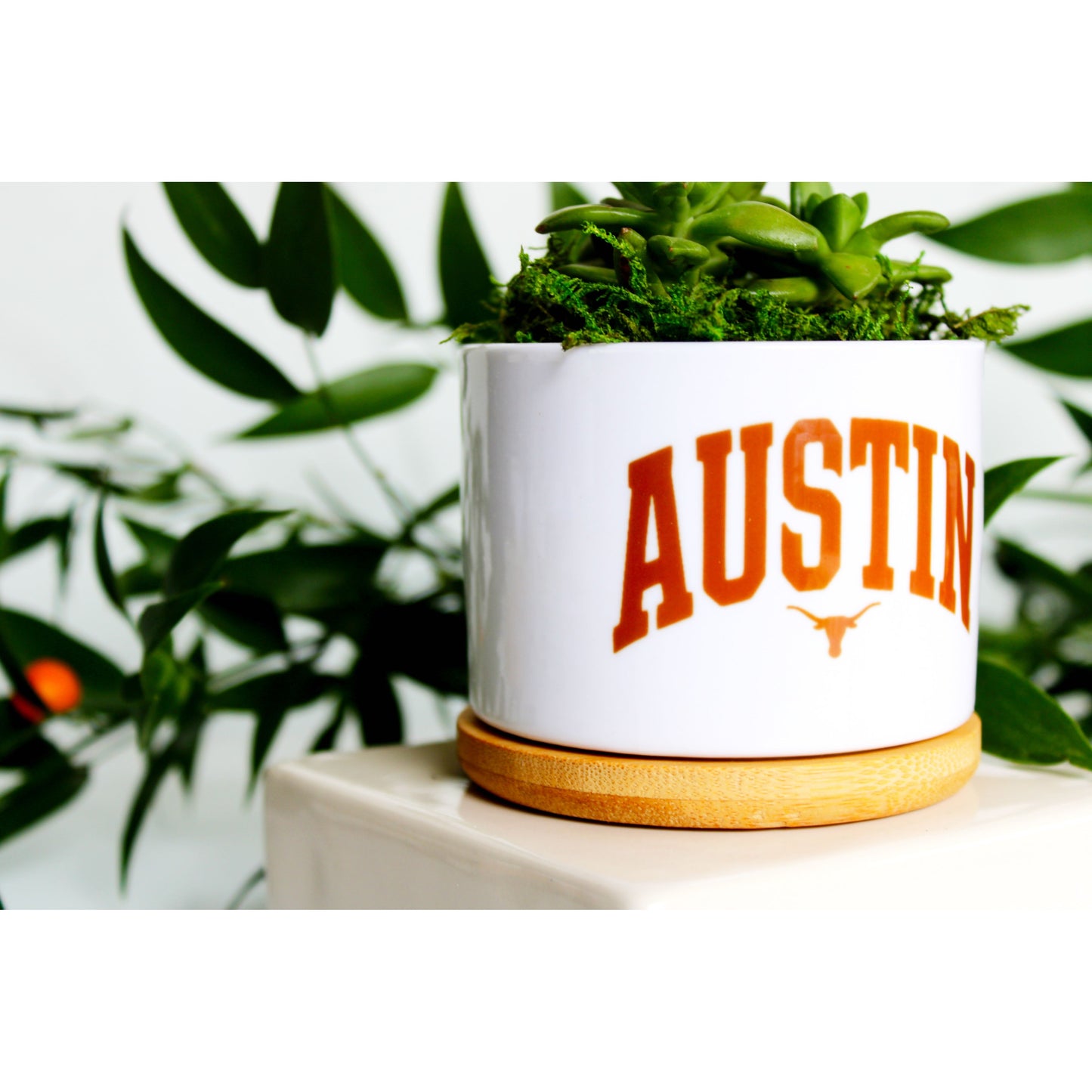 University of Texas at Austin - UT - Austin & Longhorn