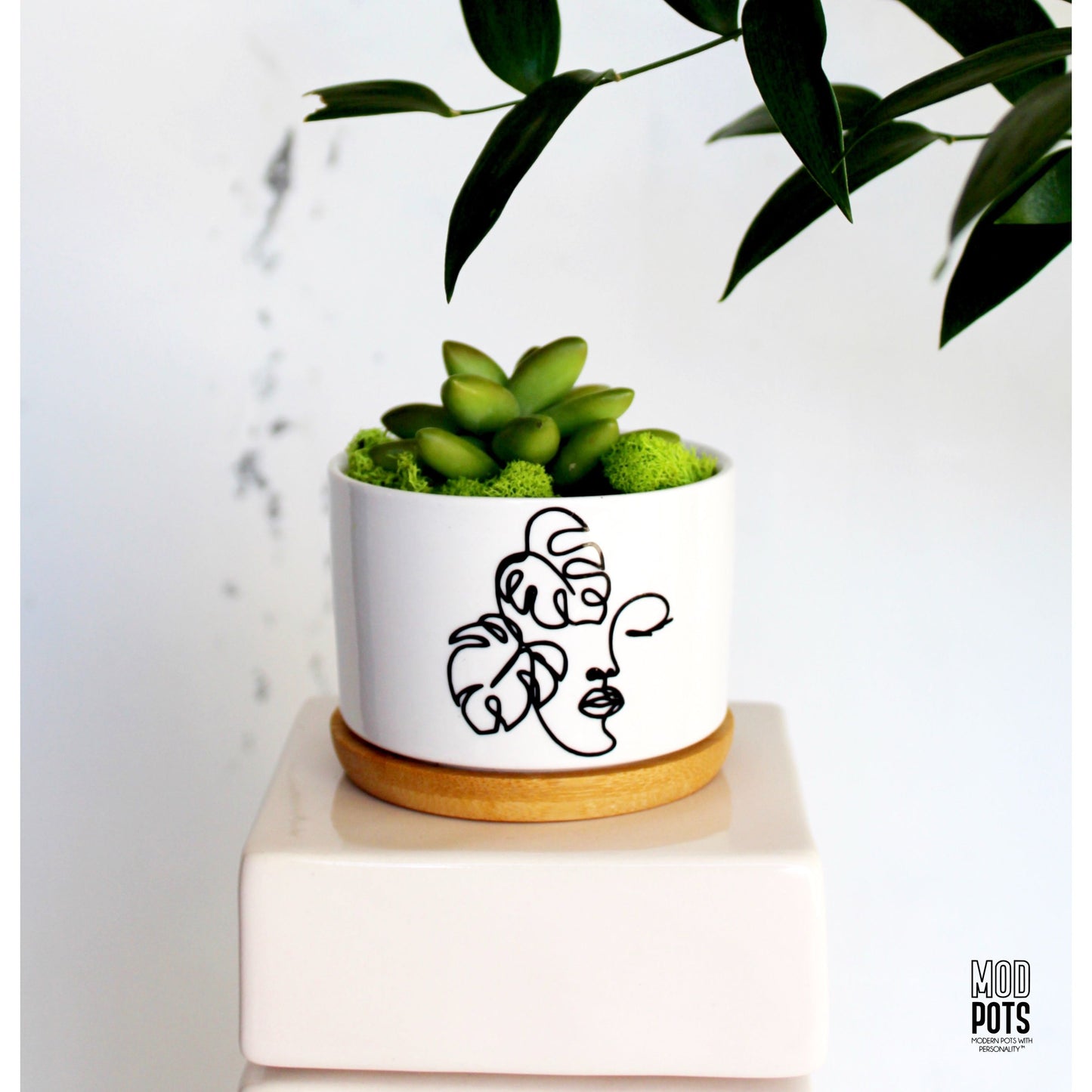 Monstera Madonna Pot
