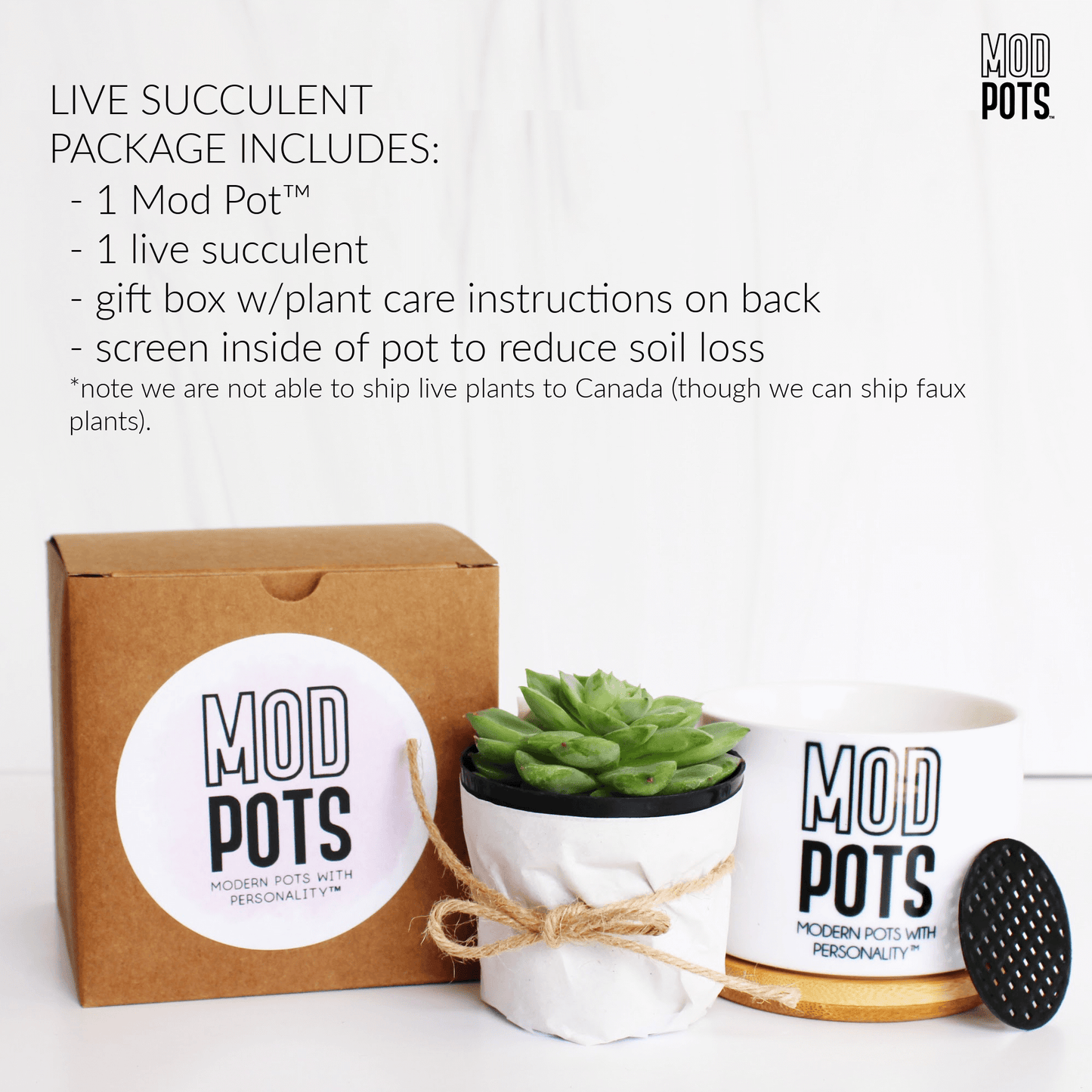 LIVE Succulent Package