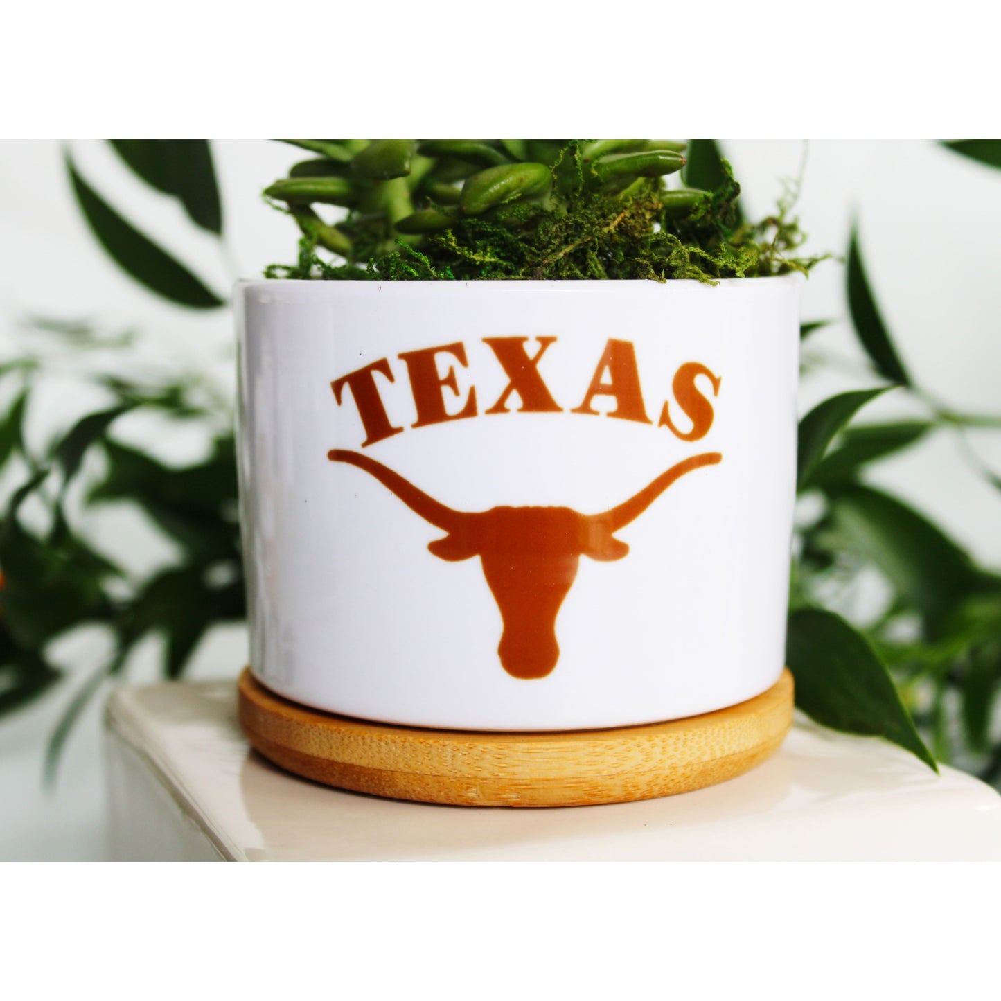 University of Texas at Austin - UT - Texas Longhorn