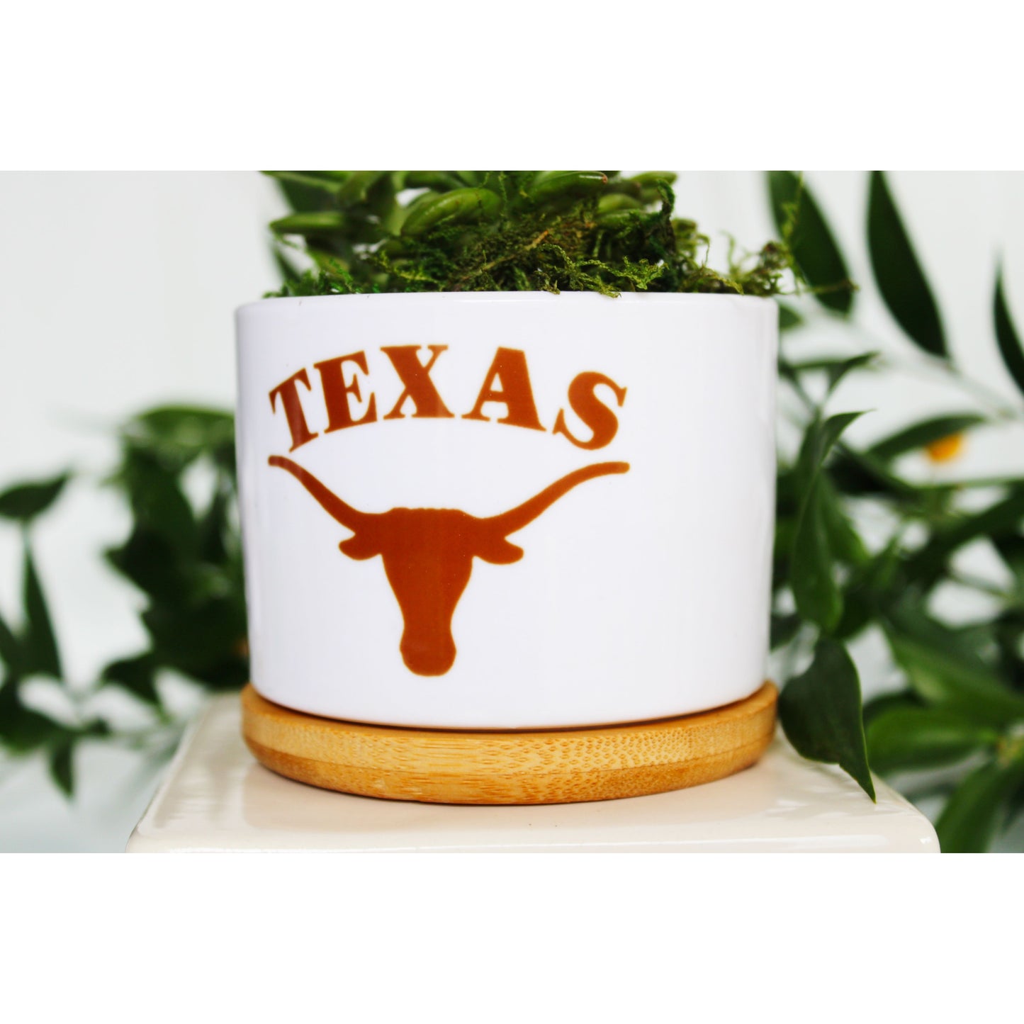 University of Texas at Austin - UT - Texas Longhorn