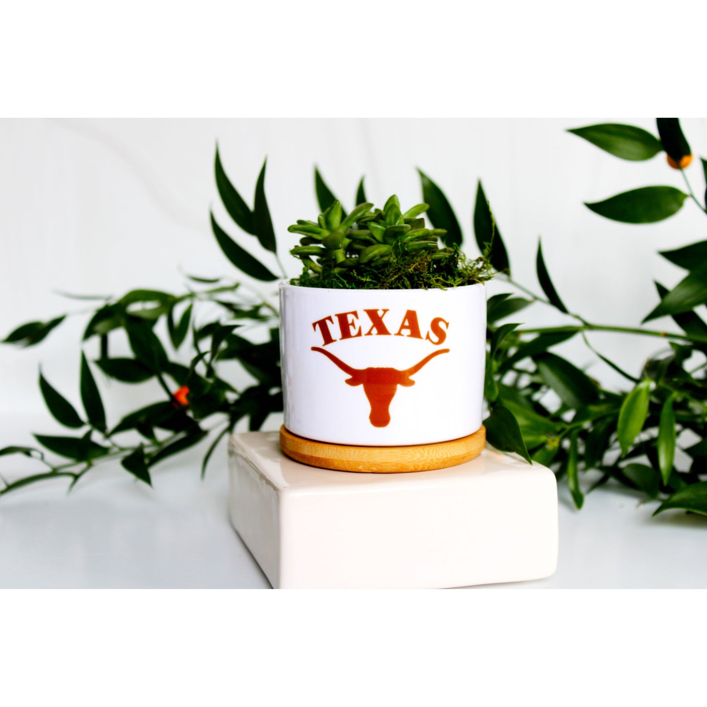 University of Texas at Austin - UT - Texas Longhorn
