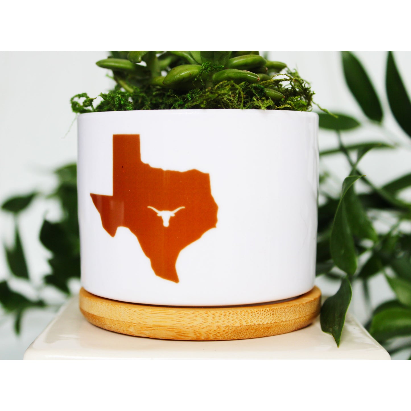 University of Texas at Austin - UT - Texas Shape & Longhorn in Austin