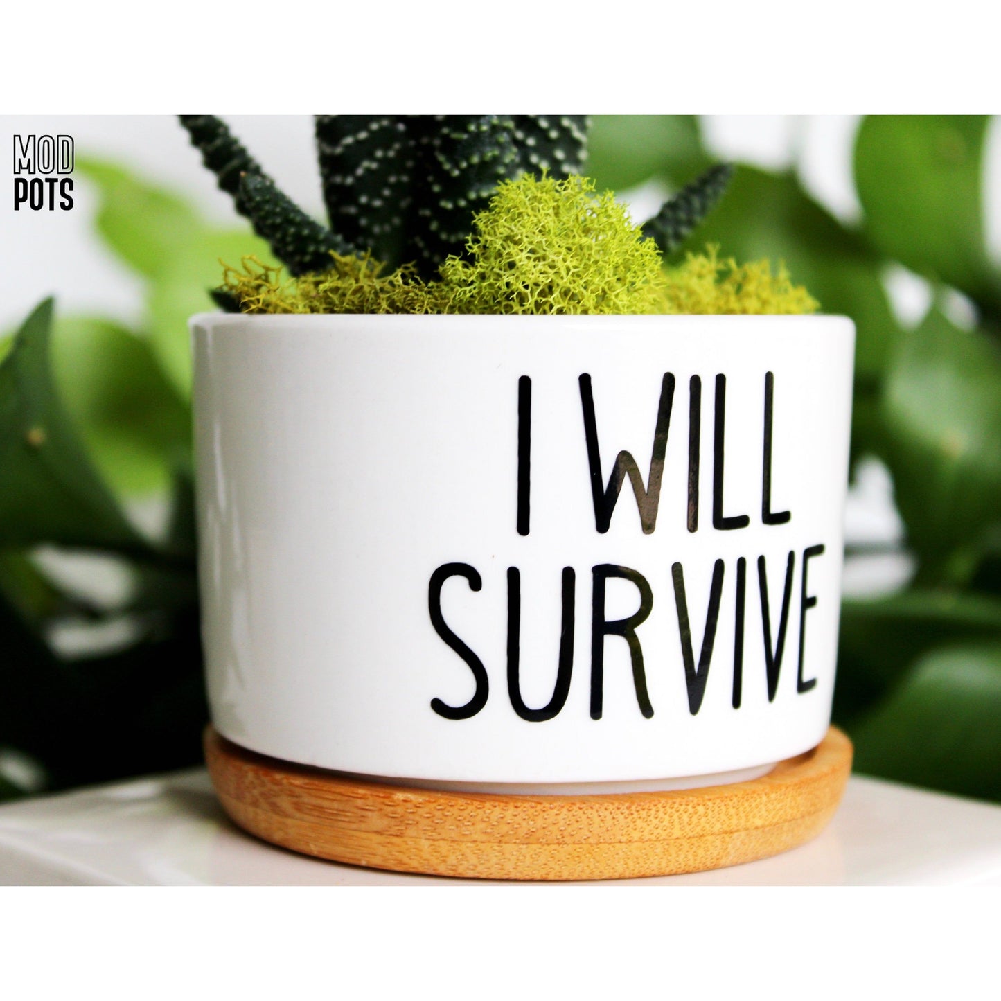 I Will Survive