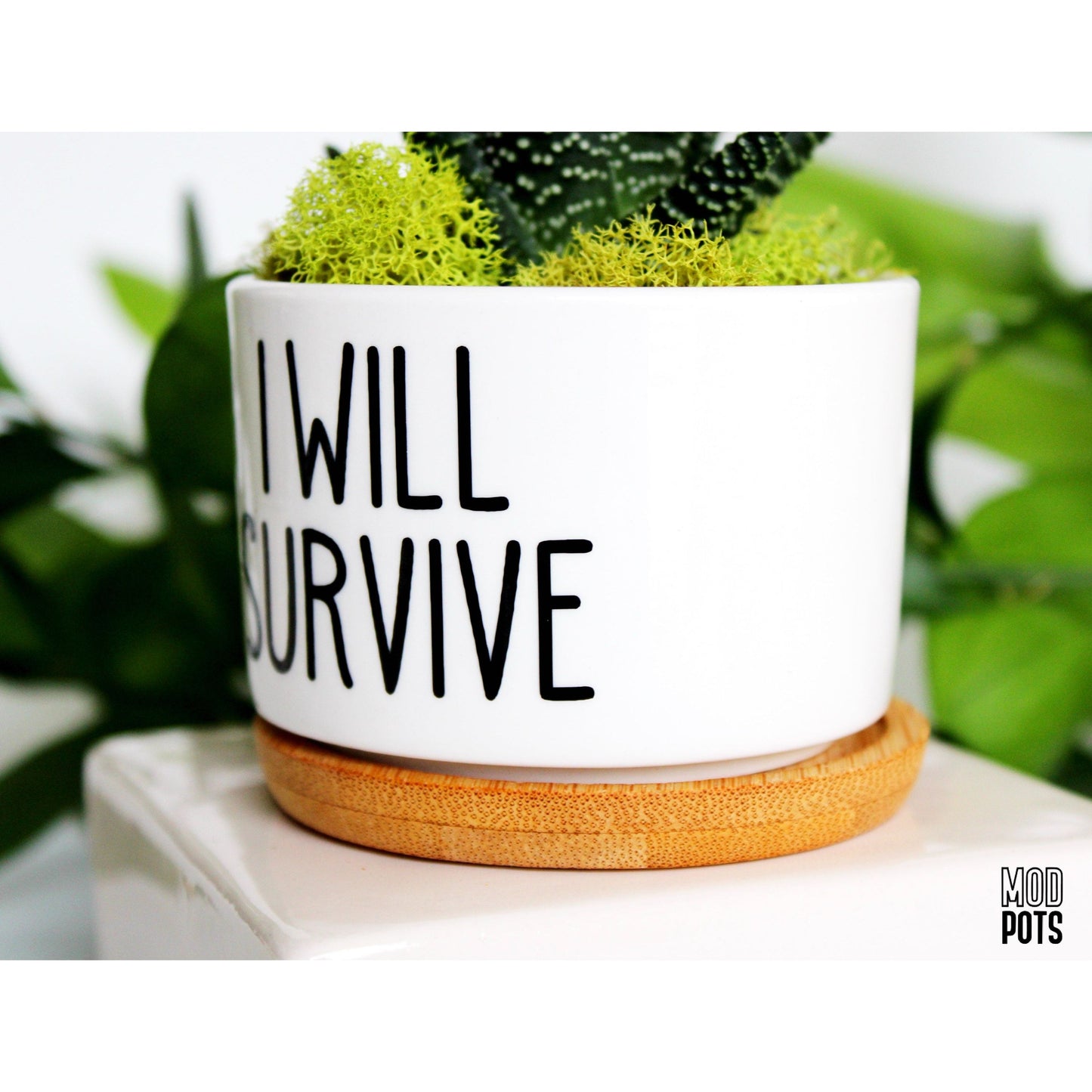 I Will Survive