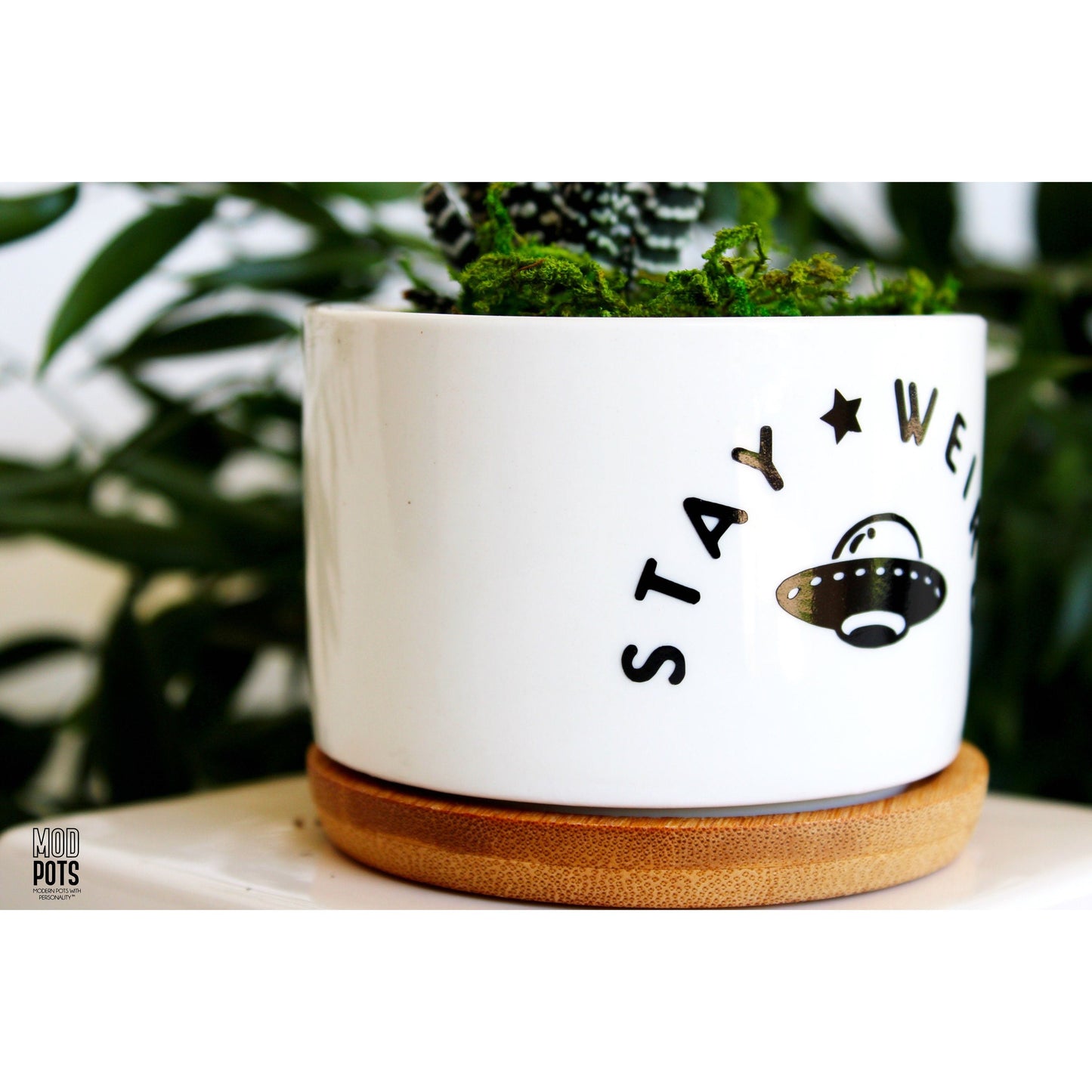 Stay Weird (spaceship)