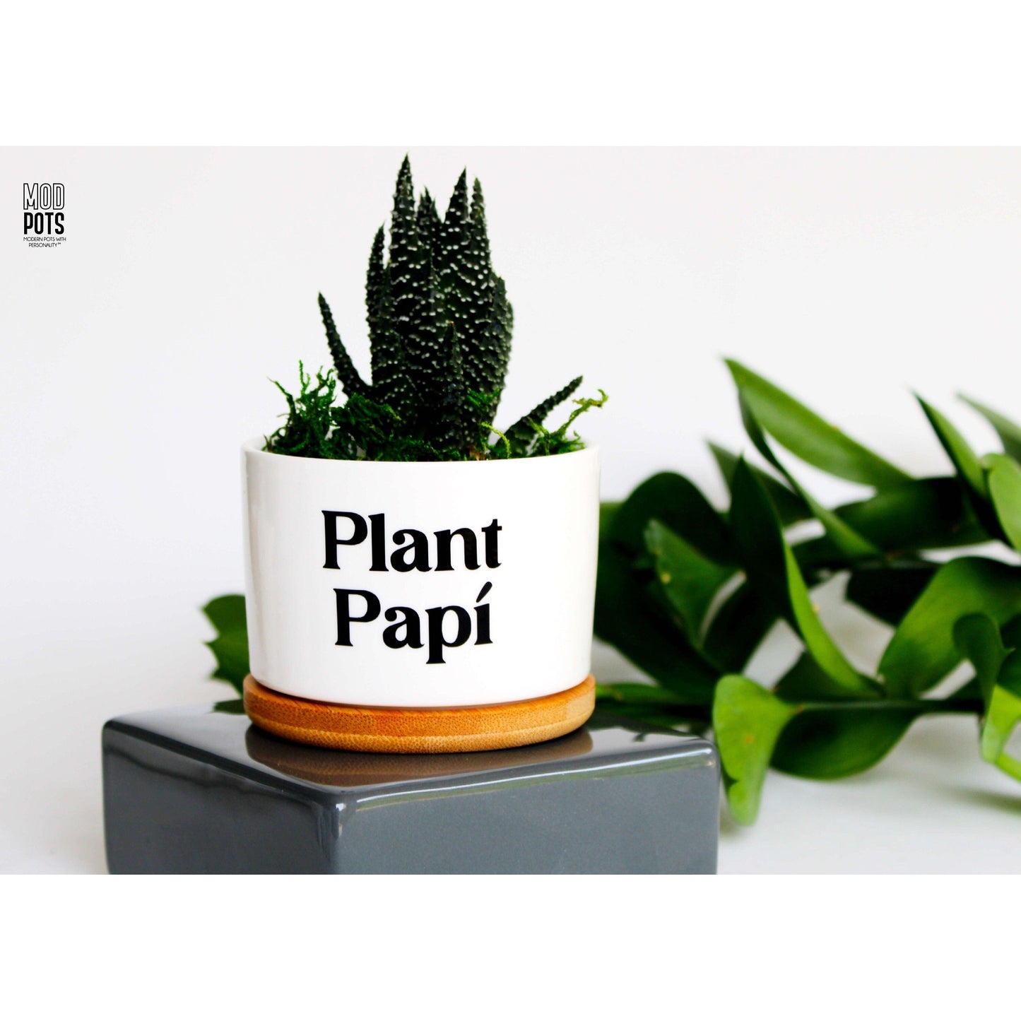 Plant Papi