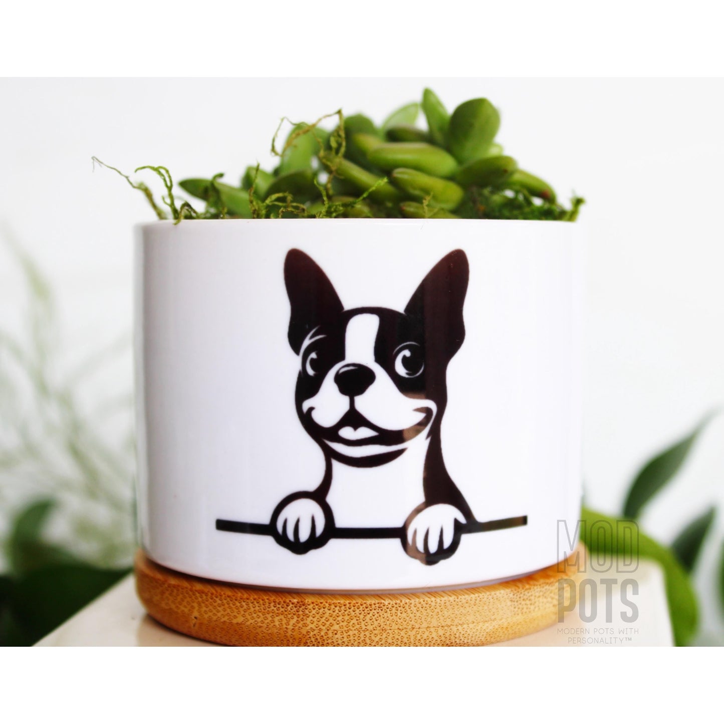 Boston Terrier Peeking
