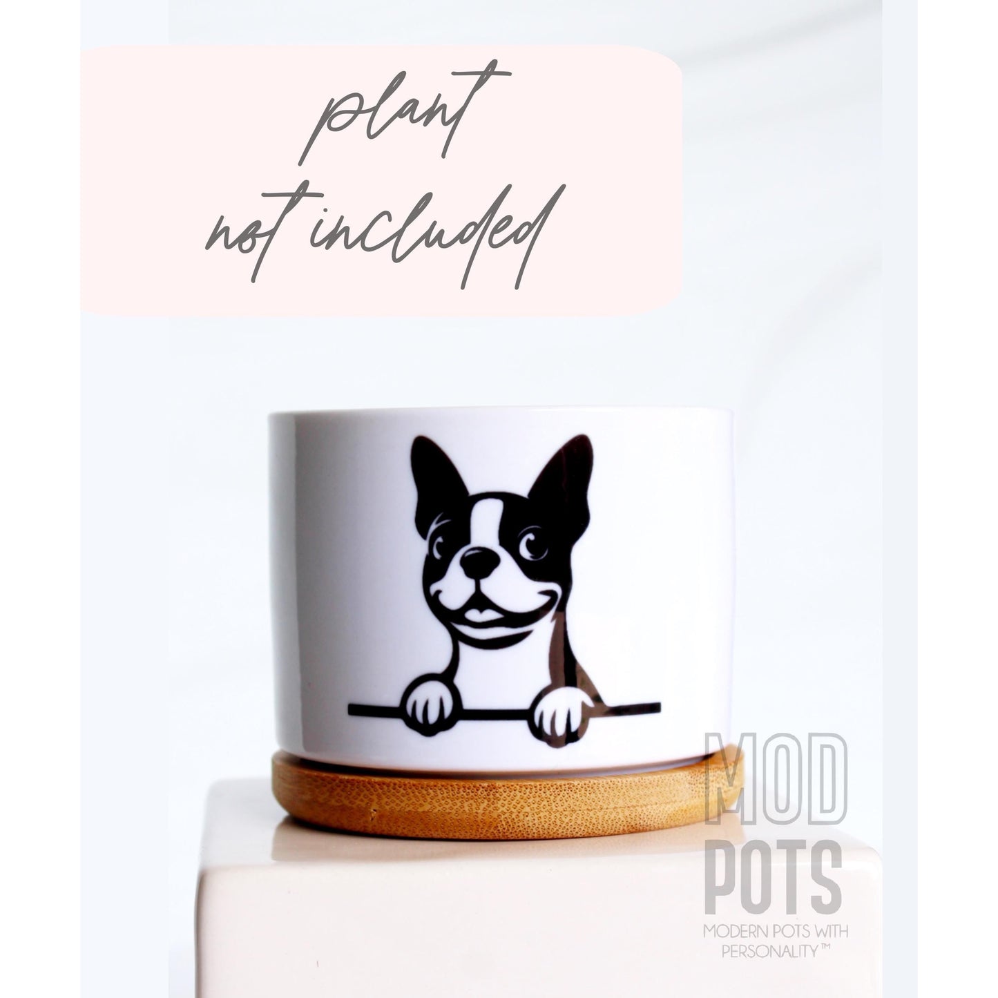 Boston Terrier Peeking