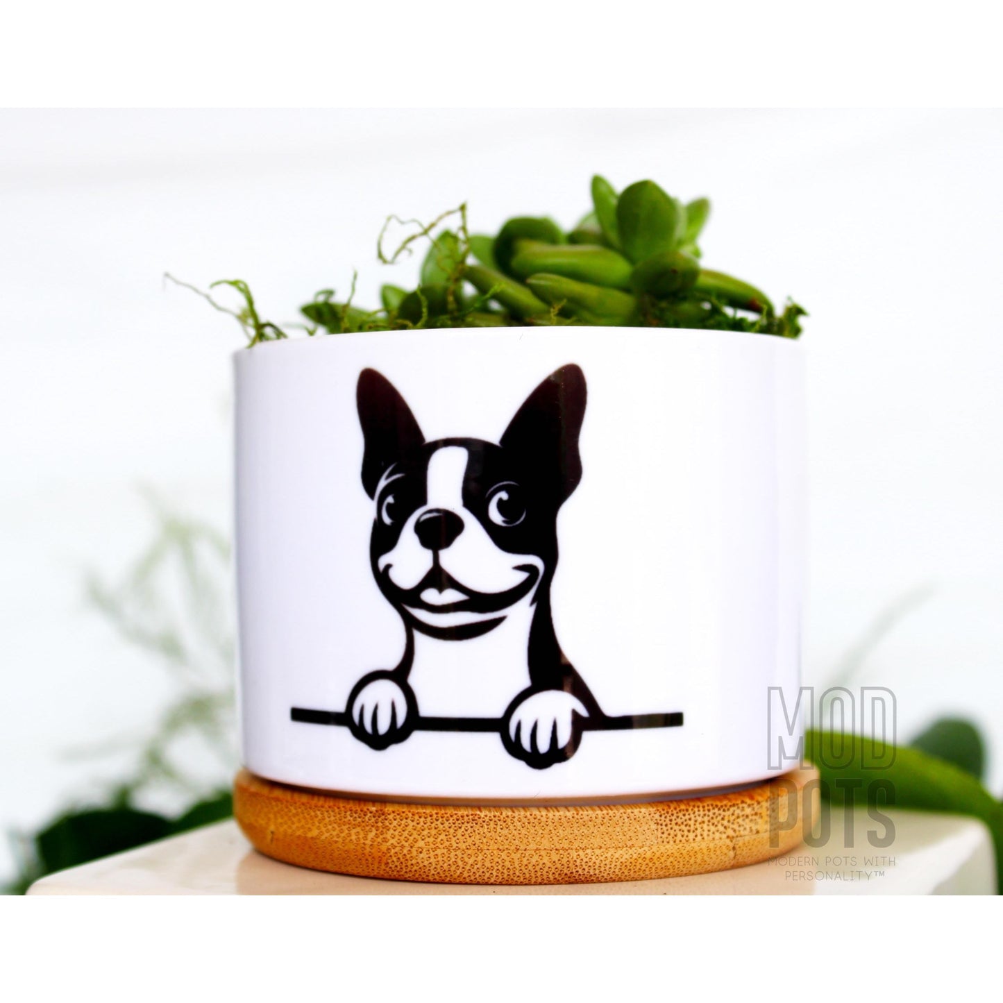 Boston Terrier Peeking