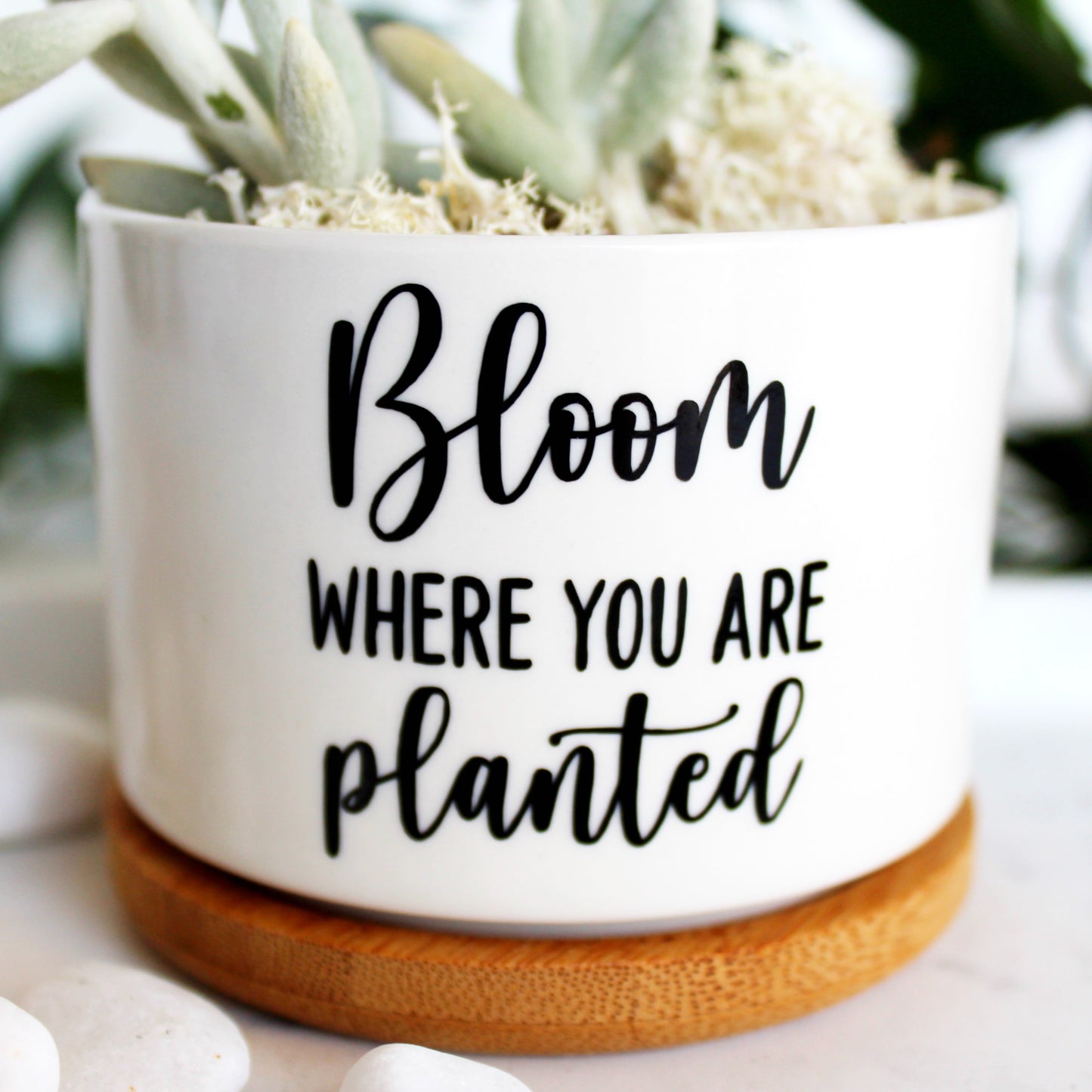 Bloom Where You Are Planted