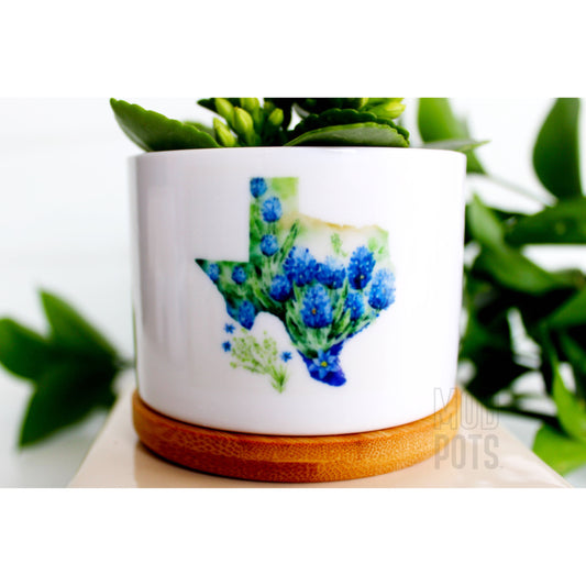 Texas Bluebonnets 2