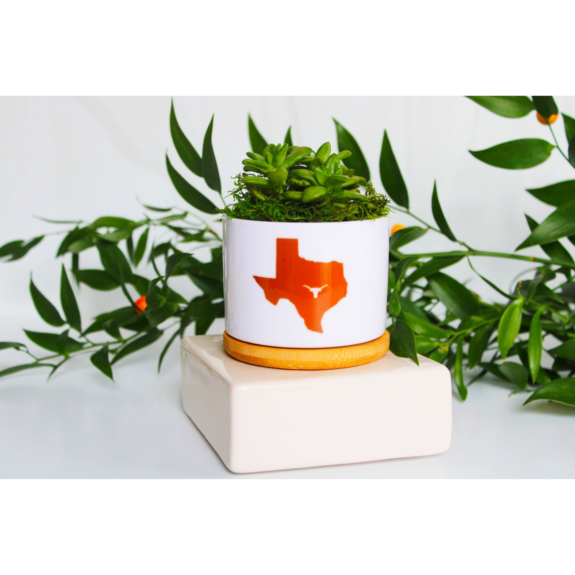 plant pots austin University of Texas at Austin - UT