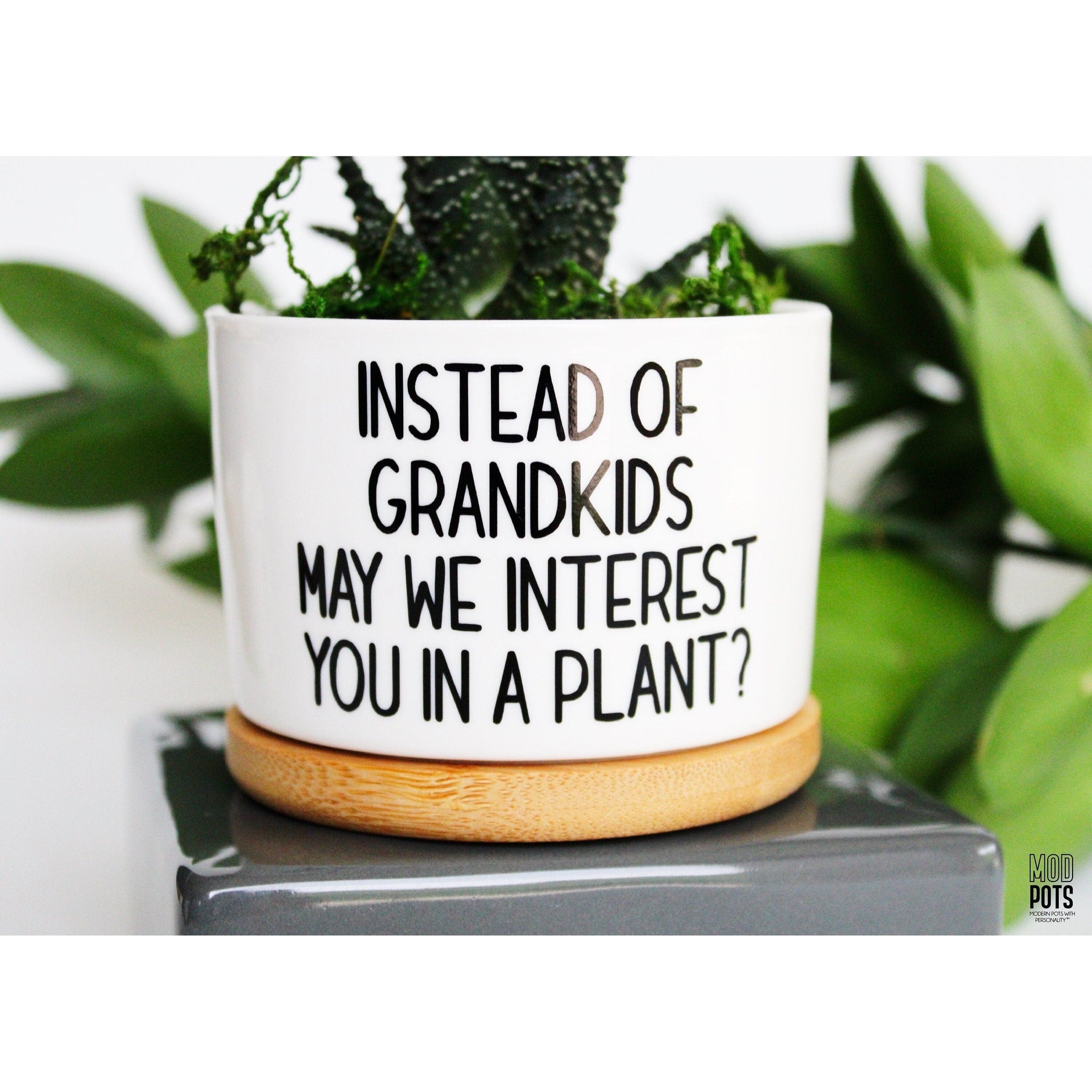 plant pots with funny sayings Instead of Grandkids May WE Interest You In a Plant – Mod Pots Shop