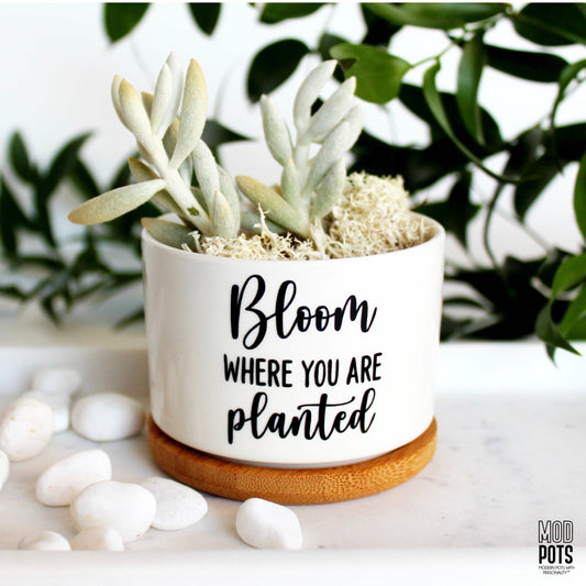 Bloom Where You Are Planted