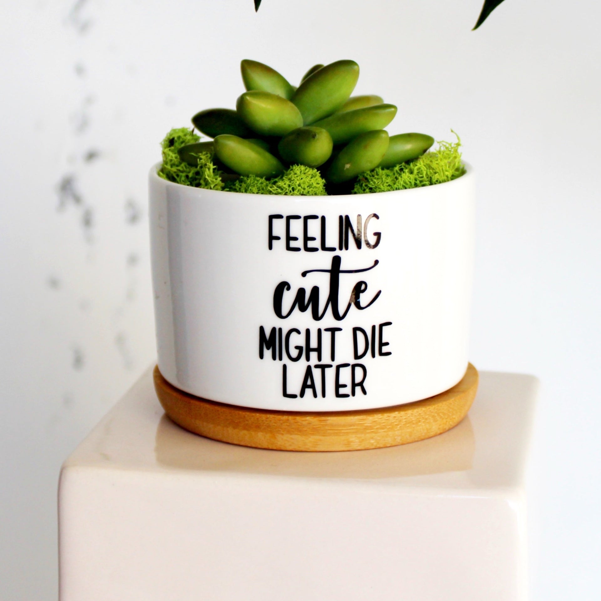 felt cute might die later plant pot Feeling Cute Might Die Later – Mod Pots Shop